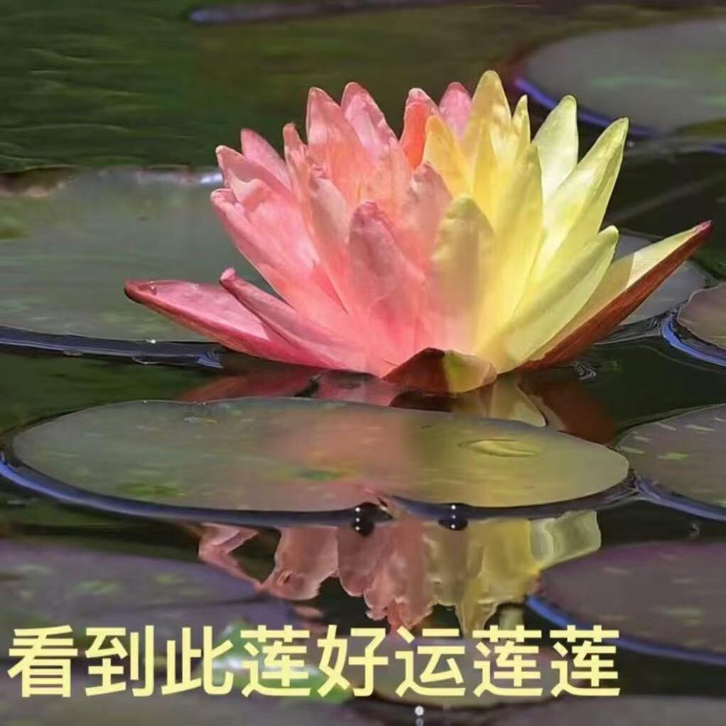 田田