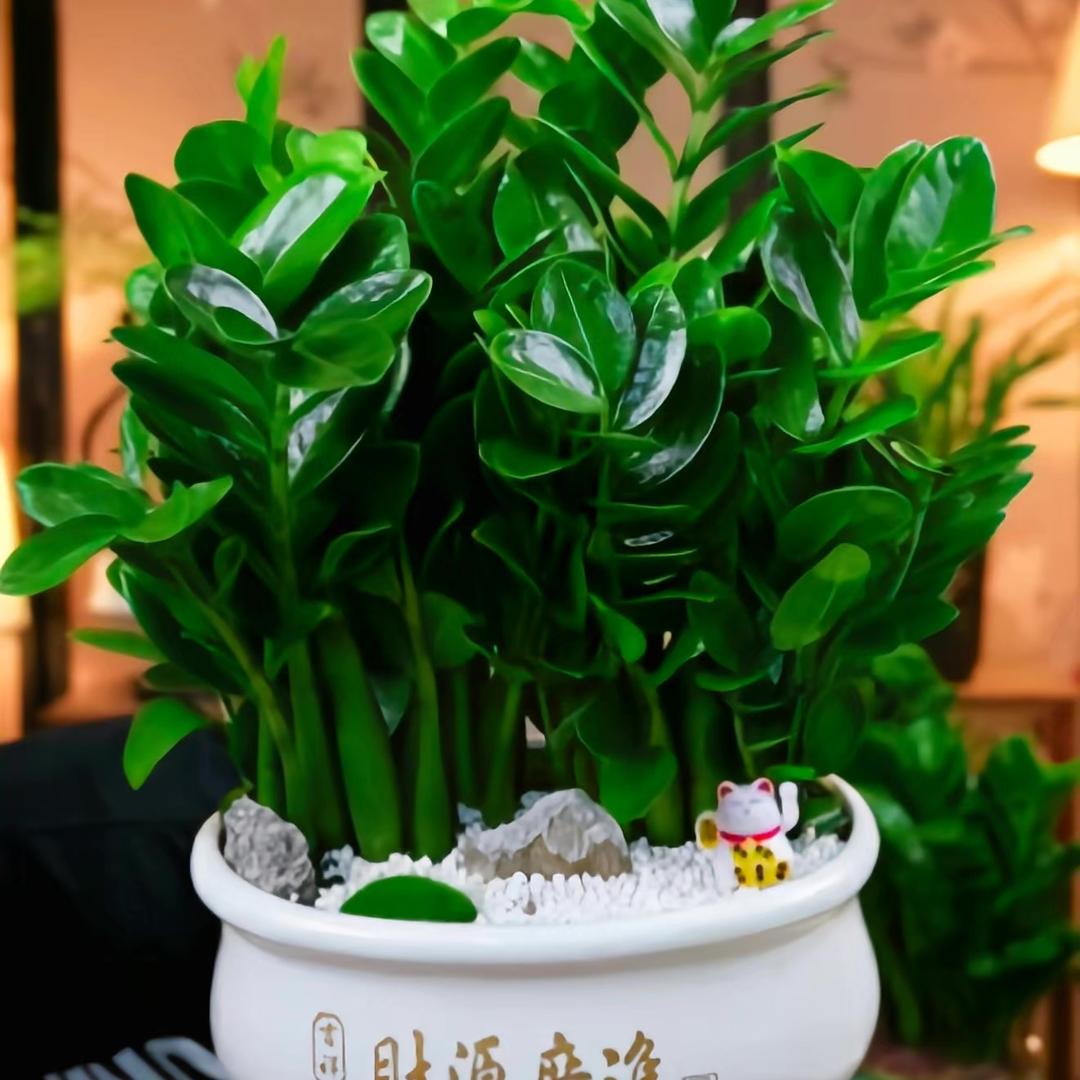 M漫漫景观盆栽