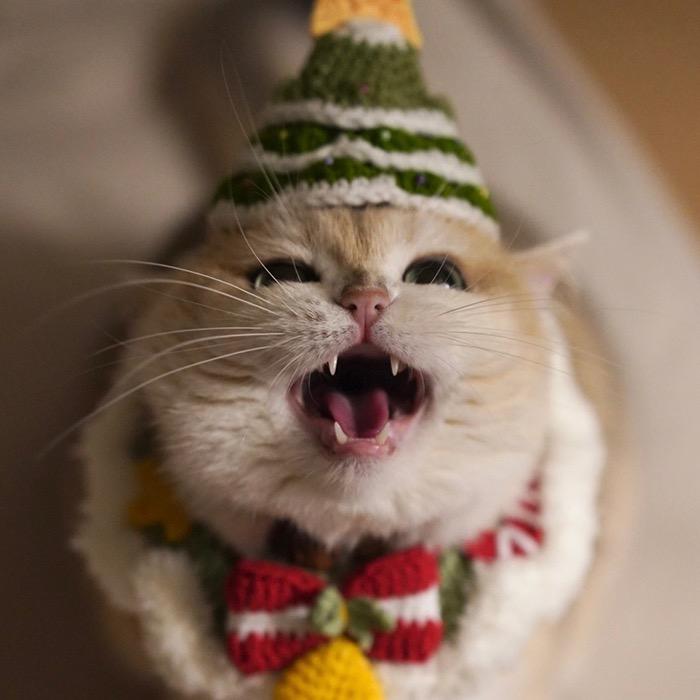 喝可乐的🐱