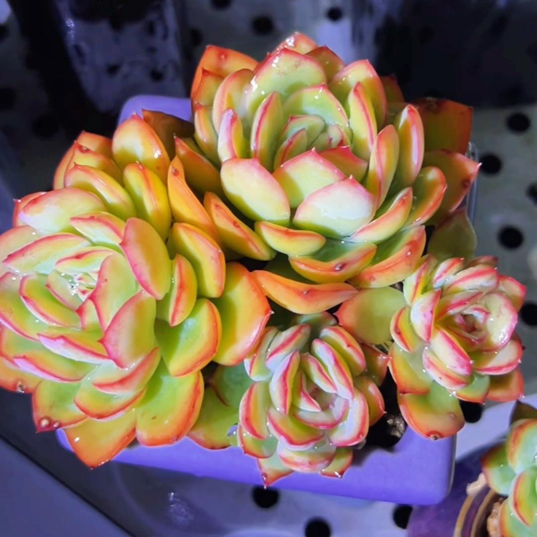 子芹Dê半亩花田🌻