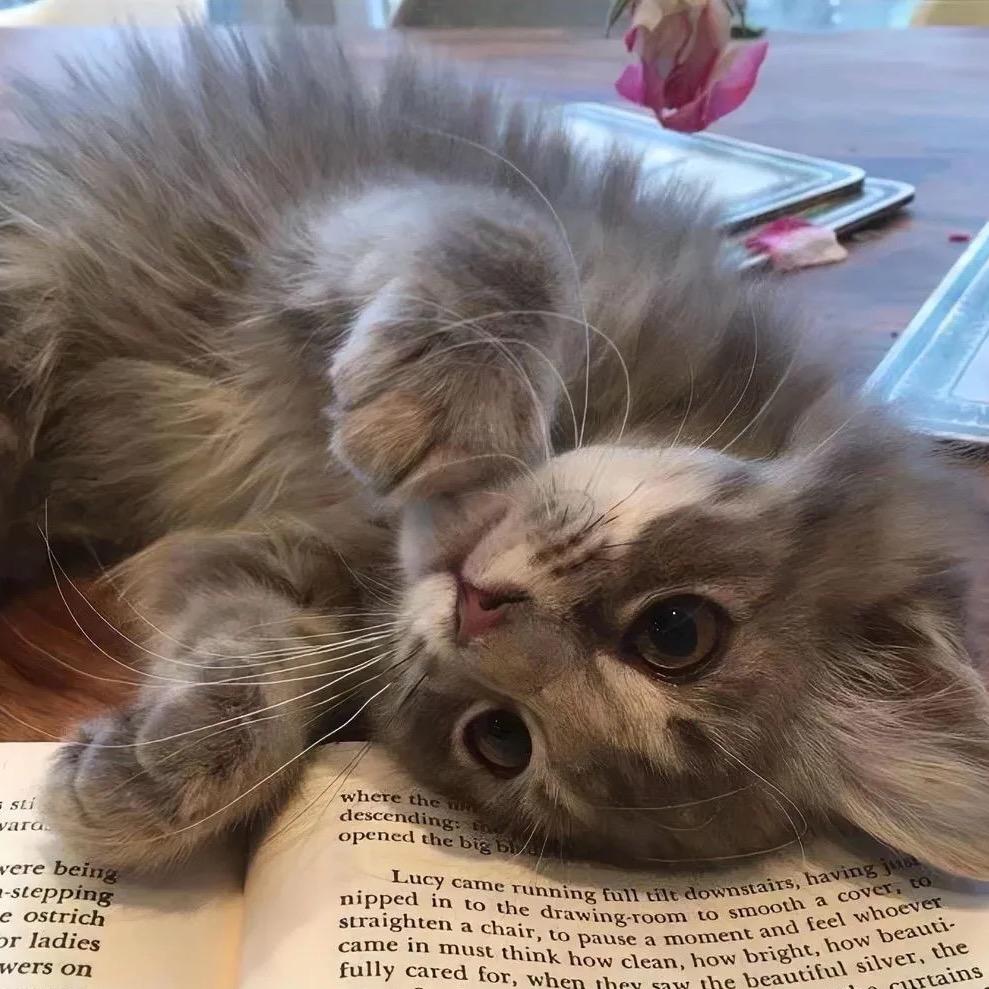 爱吃一品汤包的馒头