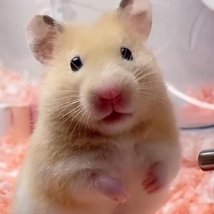 叶子的小熊（出🐻）