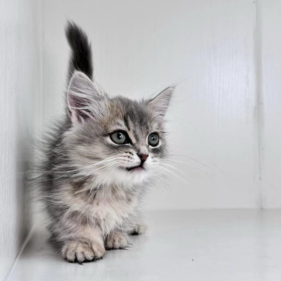 极宠猫舍