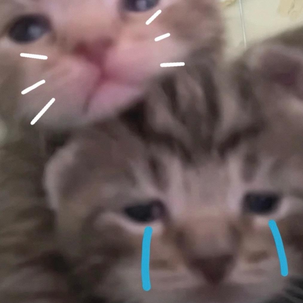 我家锐锐第一萌