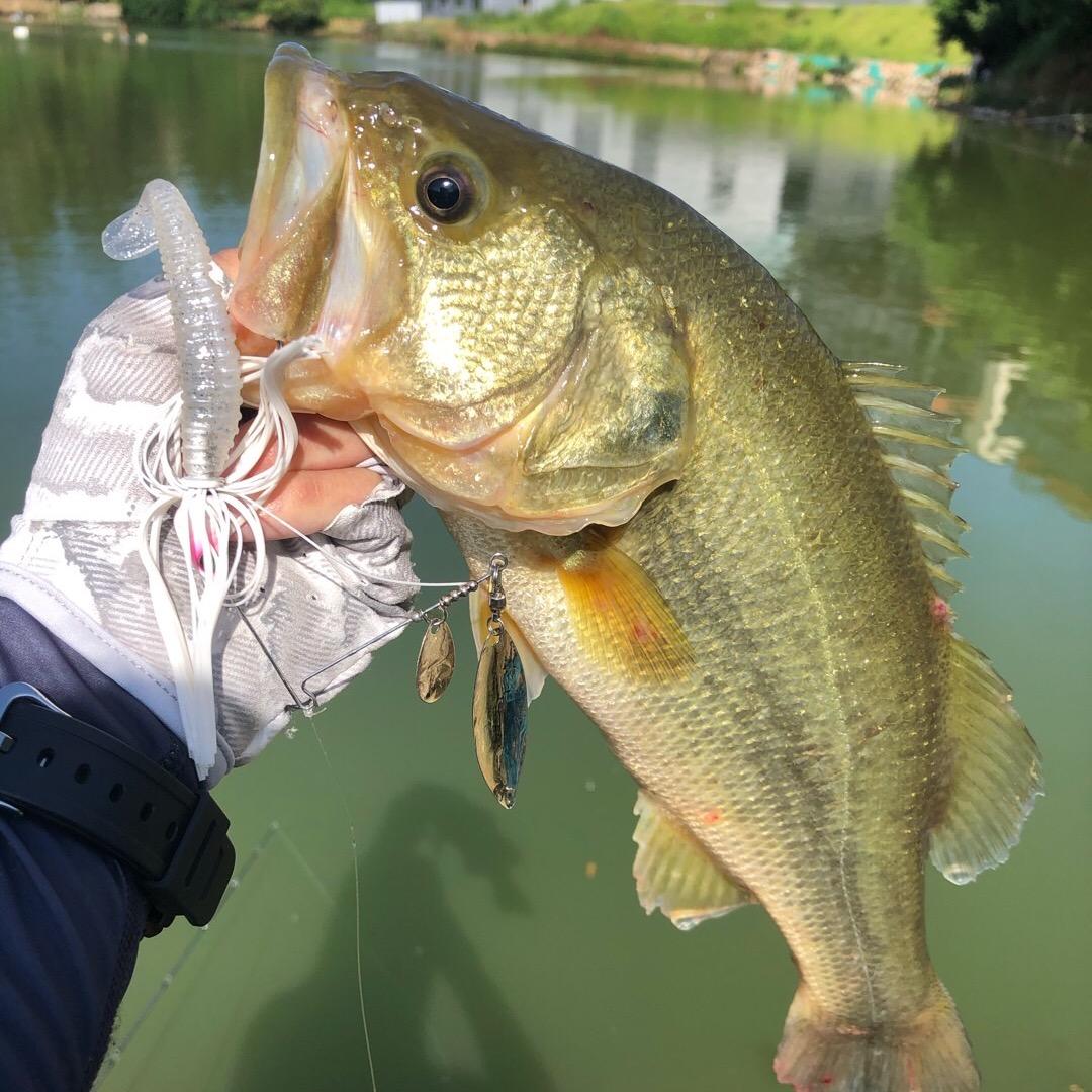 🌈🌈Lurestar𓆡