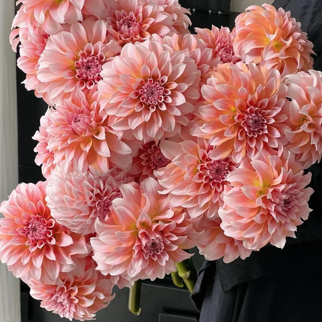 芊沐花卉园艺