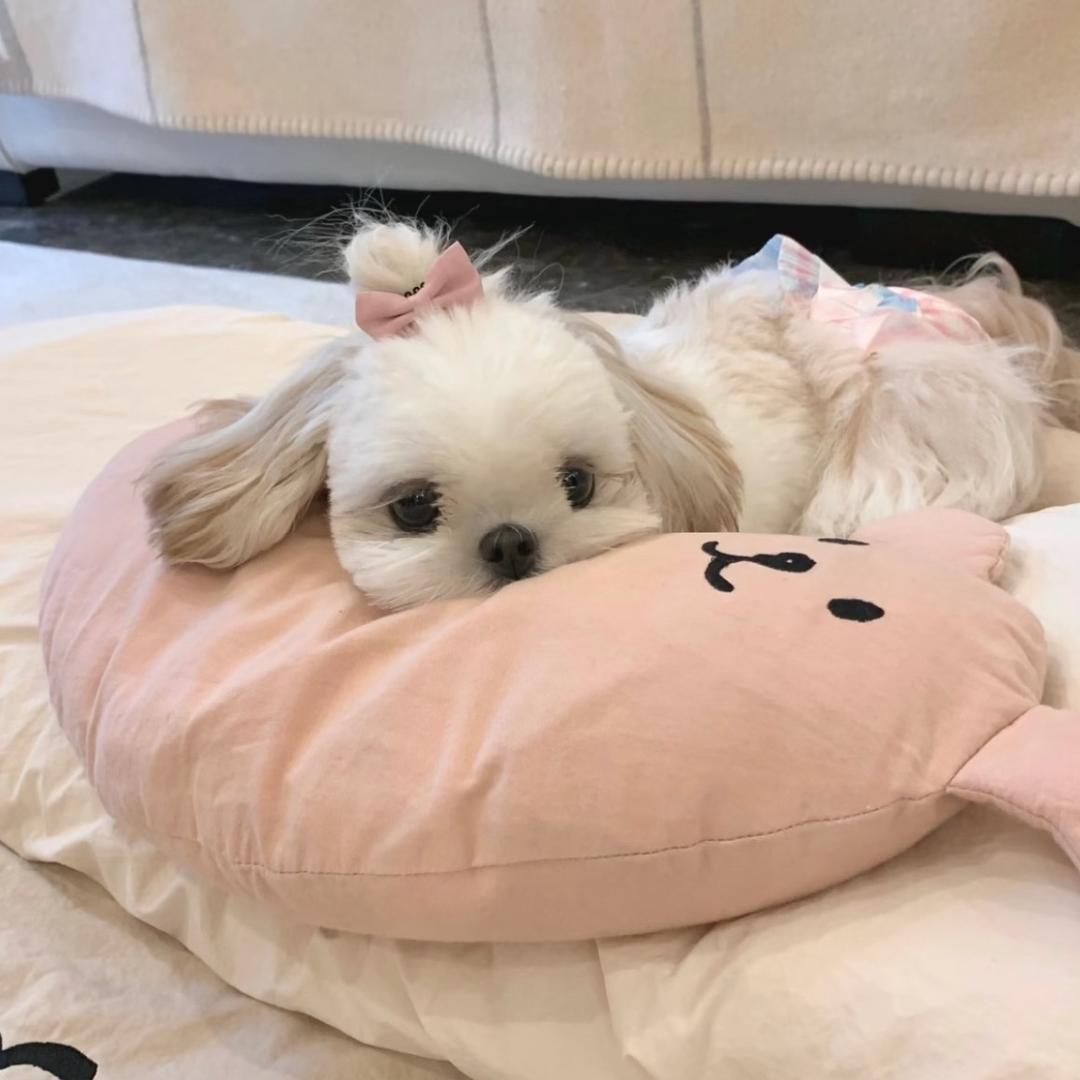 橘子🫧