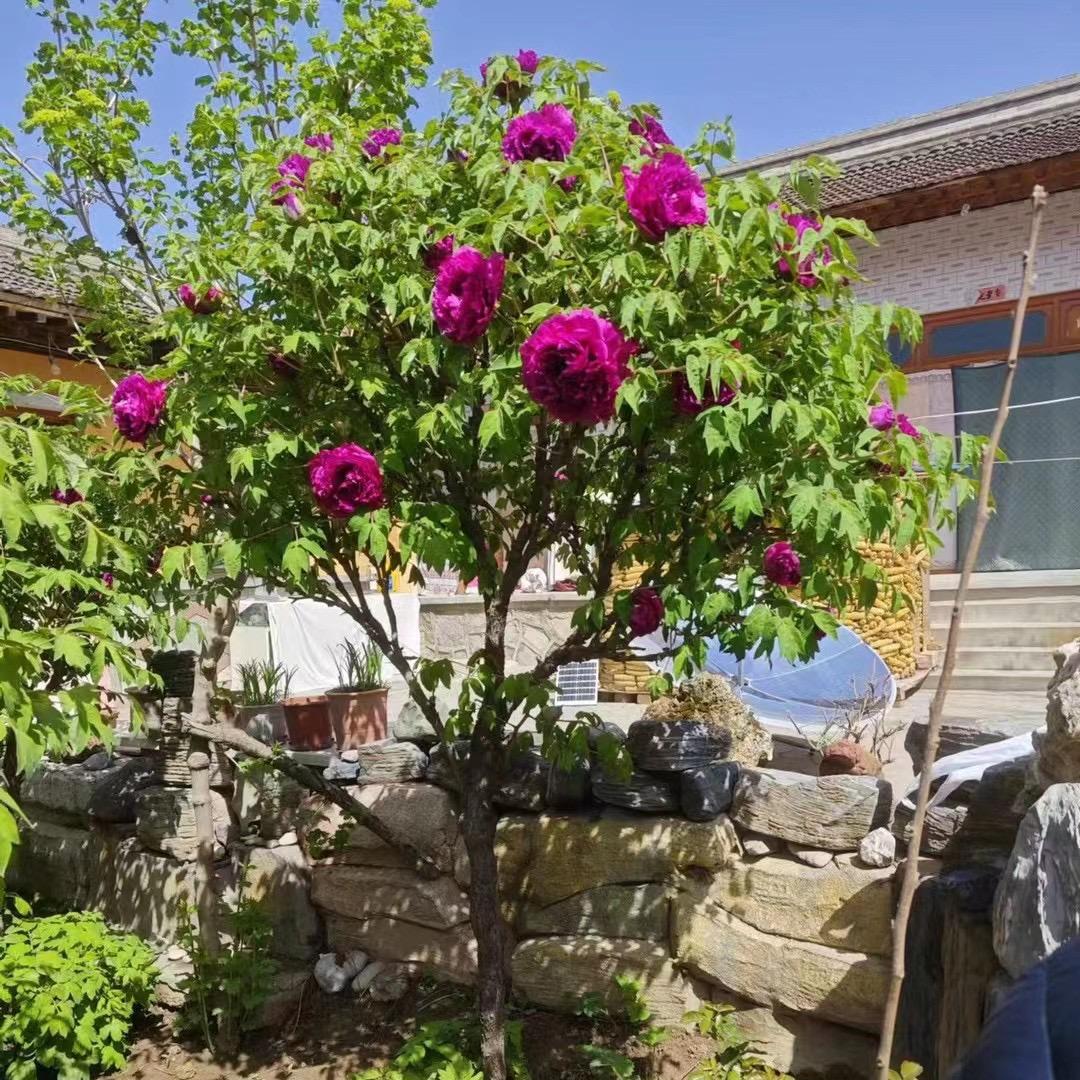 紫斑牡丹马晓崬