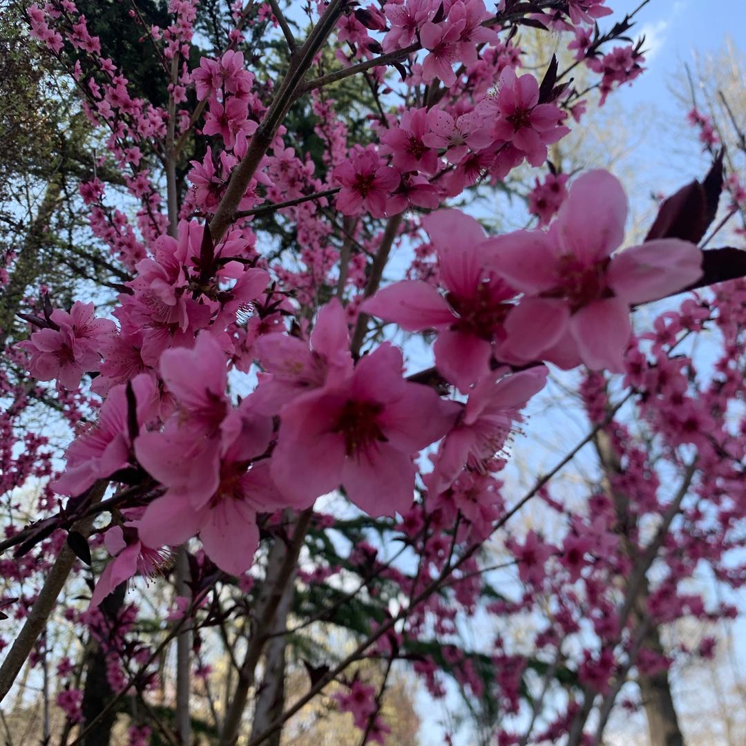 太阳花