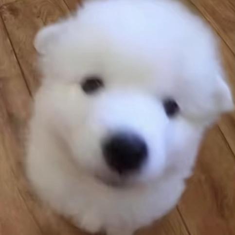 吃货汪汪汪（求推荐🥺