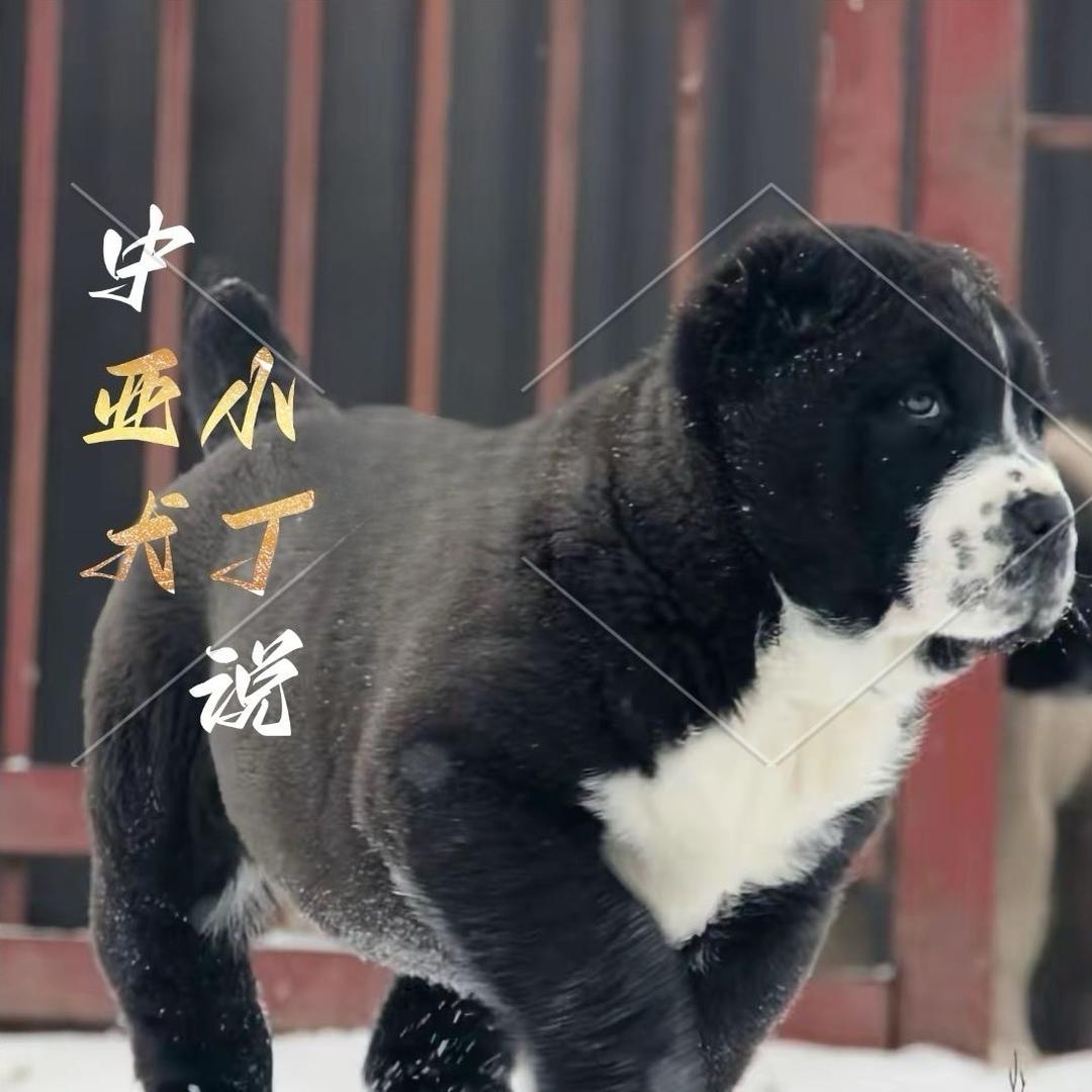 诚信赢天下【中亚】