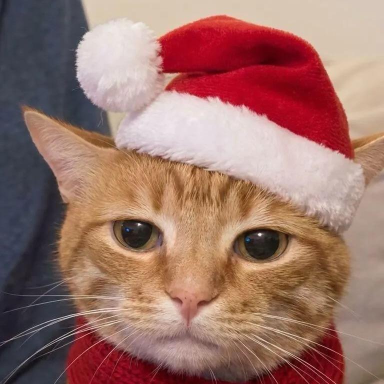 你好我要一杯QQ乃乃好喝到咩噗茶