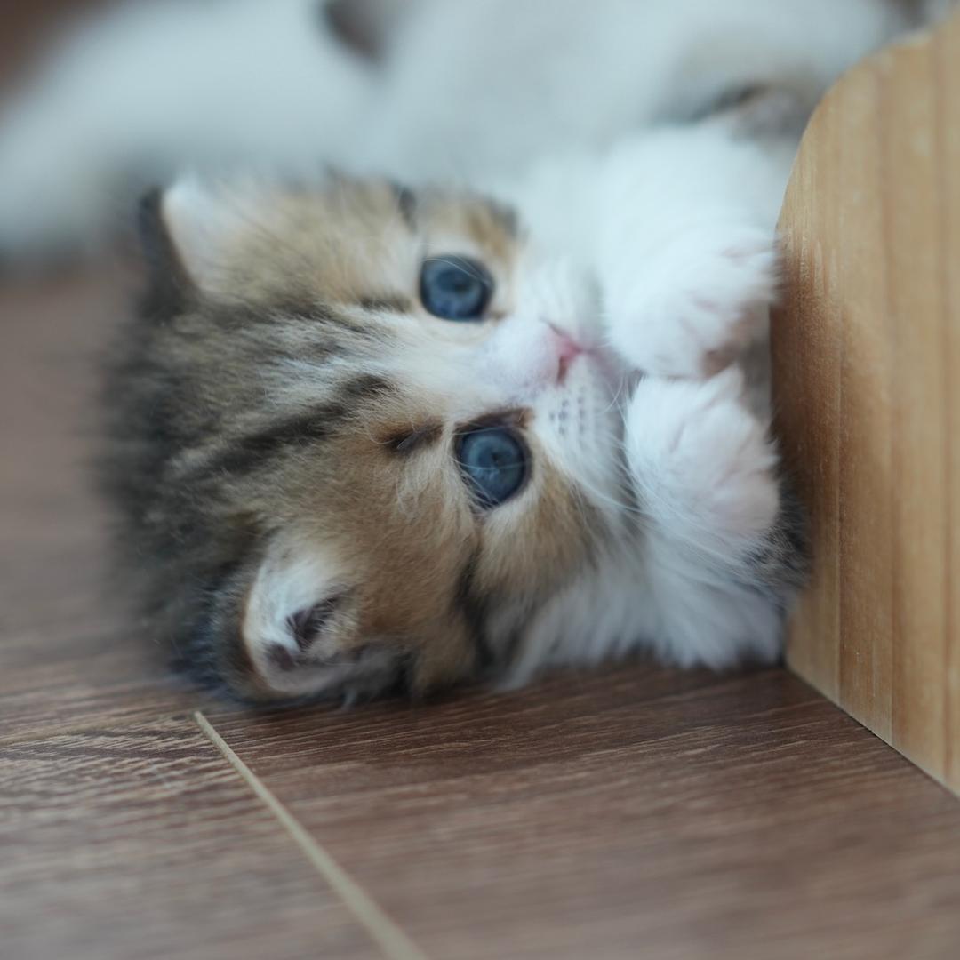 胖大海猫舍