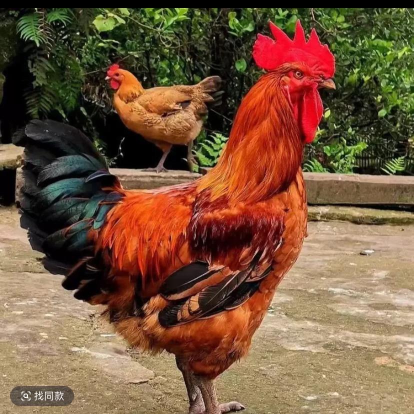 惠万家养殖农场