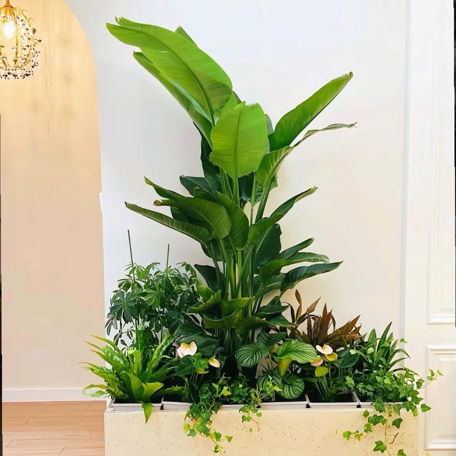 绿植祥哥