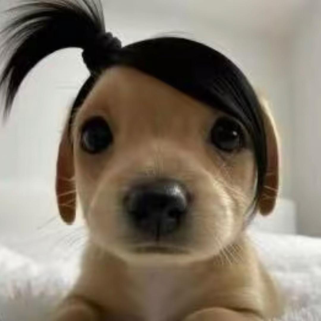 聿崽