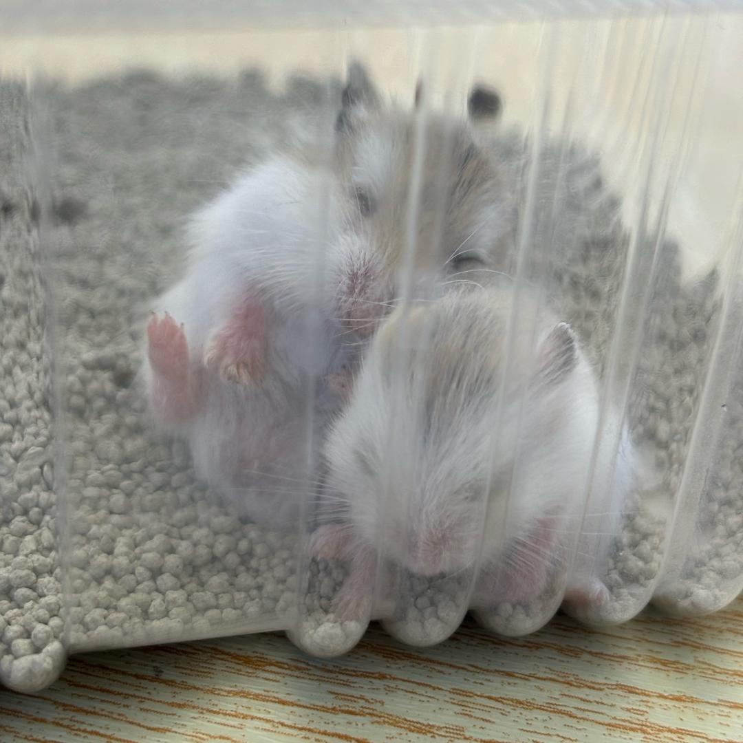 晓凤😊