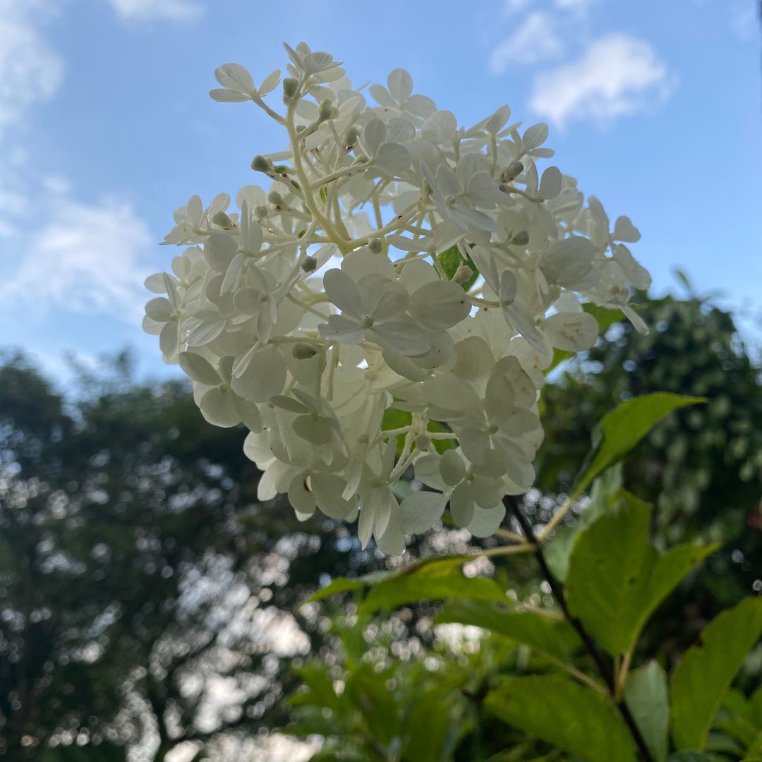 大幽（阿然）的自然生活