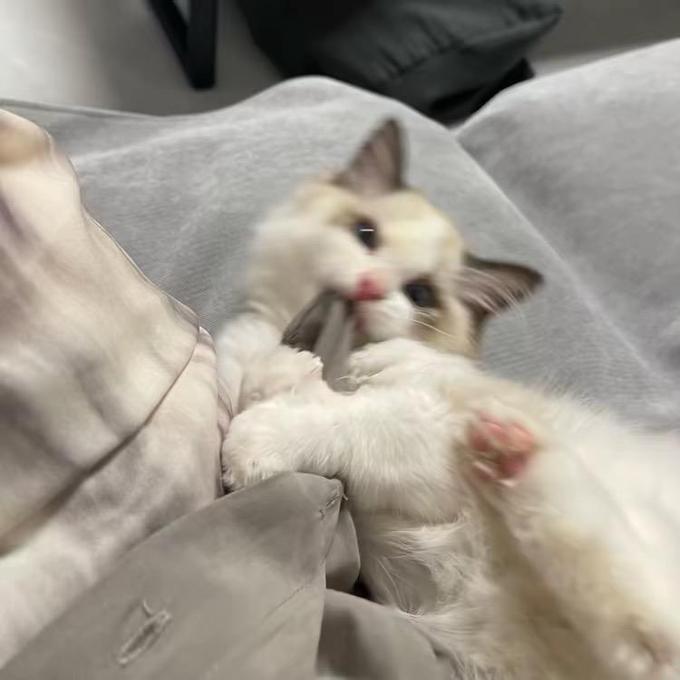 鑫也是轩