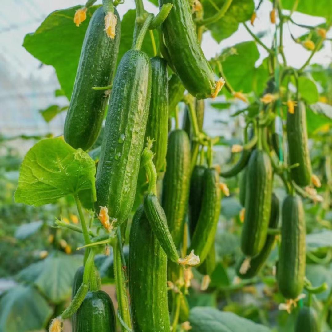 周老师说黄瓜🥒