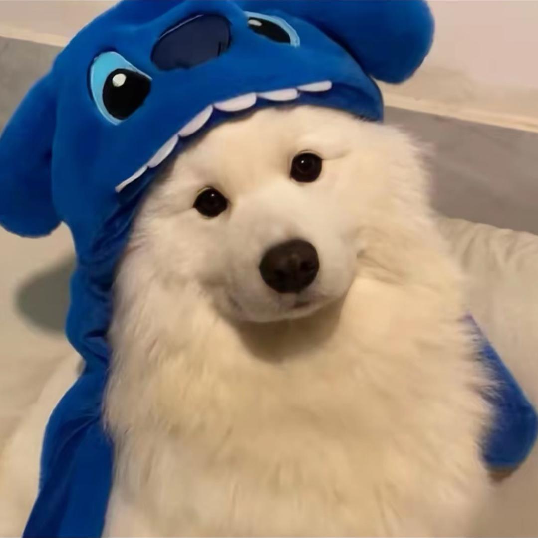玛奇朵🦨