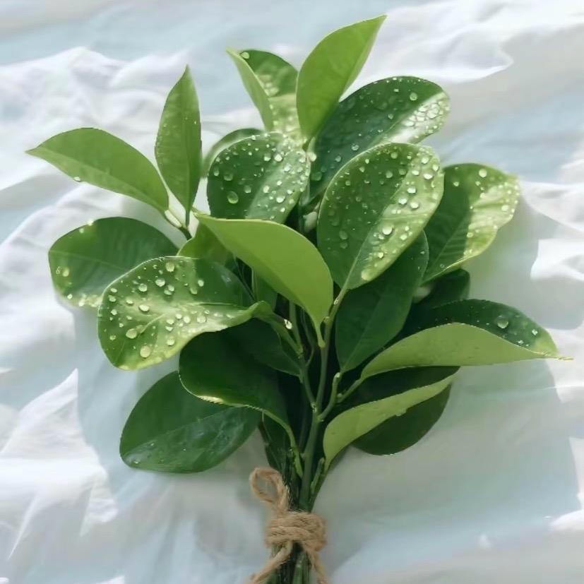 ༺好运相 Sෆngྀི 💞