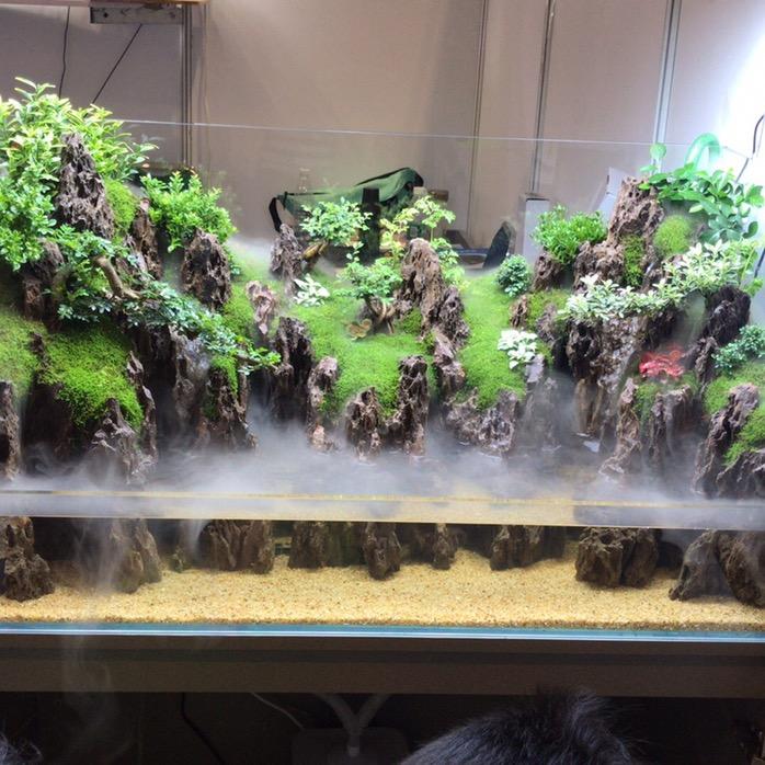 鲁D阿洋组缸，排缸.繁殖缸，