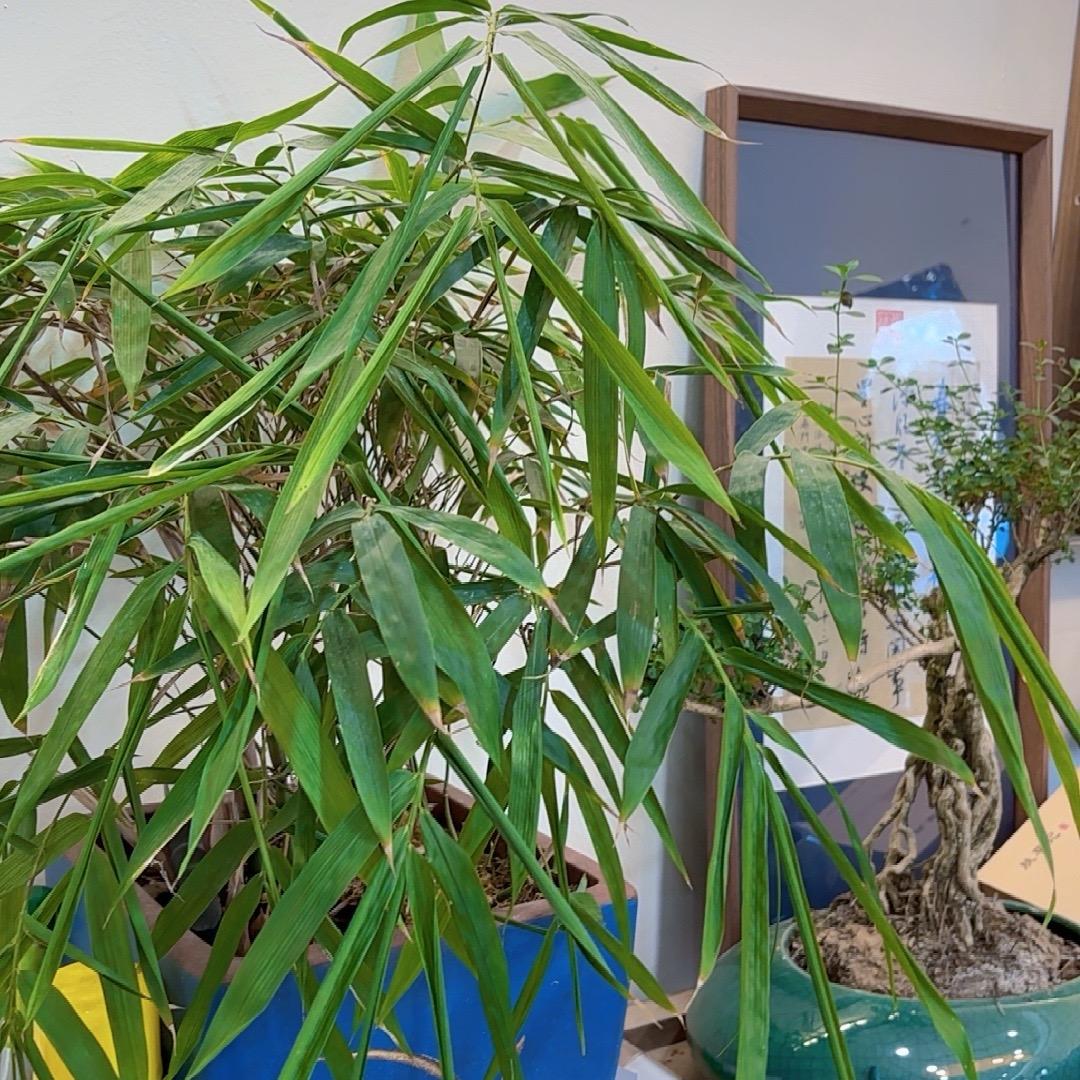 芳梅