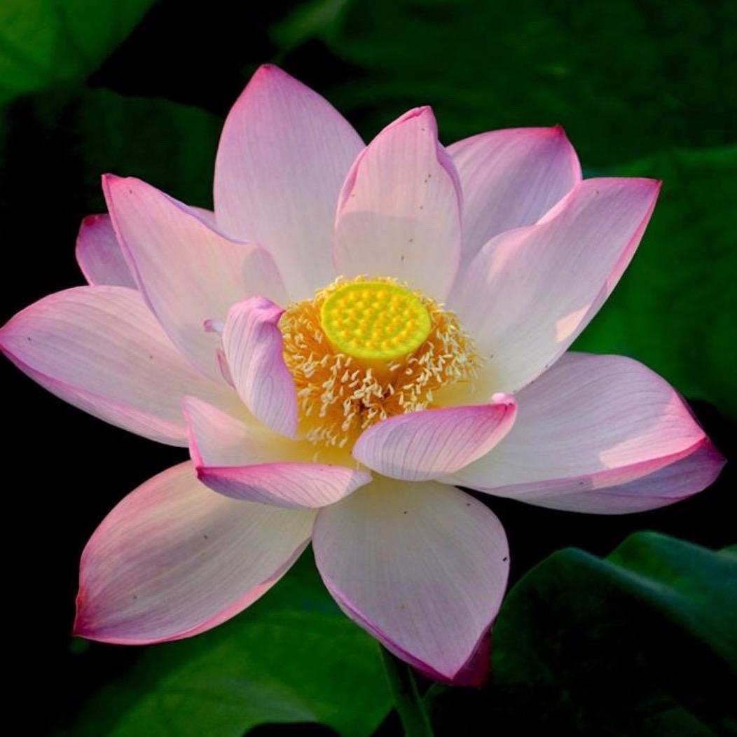 花开富贵597