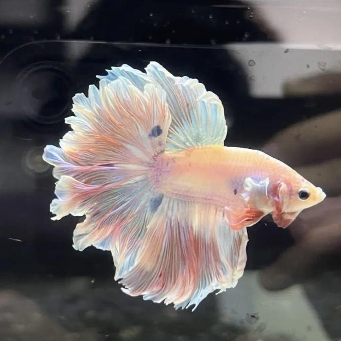 往后鱼生泰斗水族馆