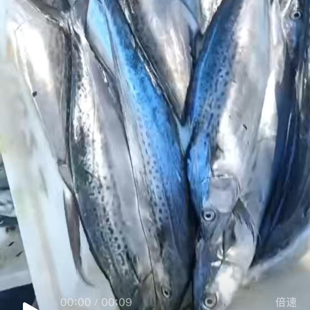 蓝点马鲛鱼丸档