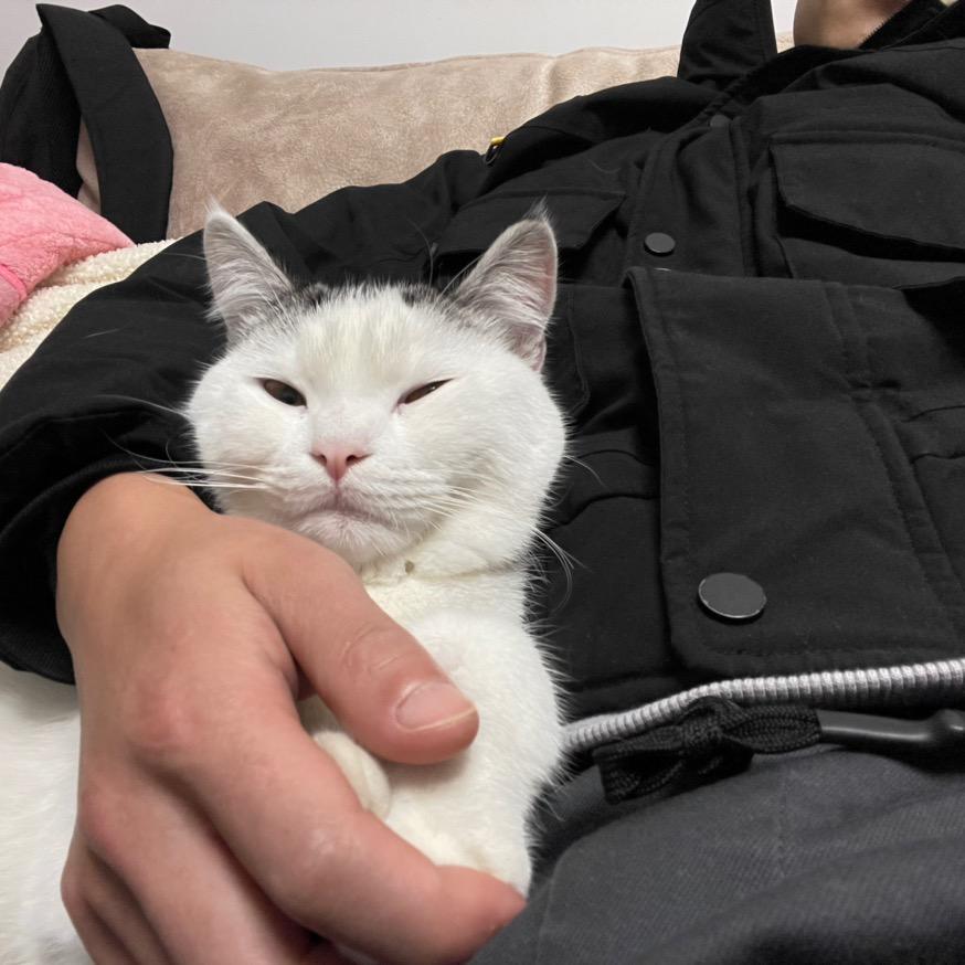 猫咪啾啾