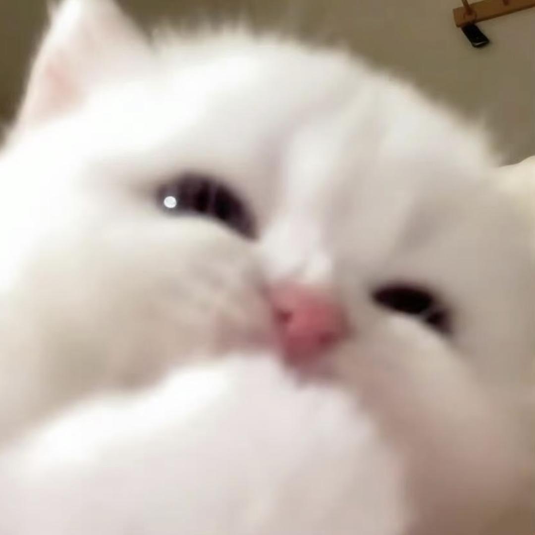 卷我猫呢