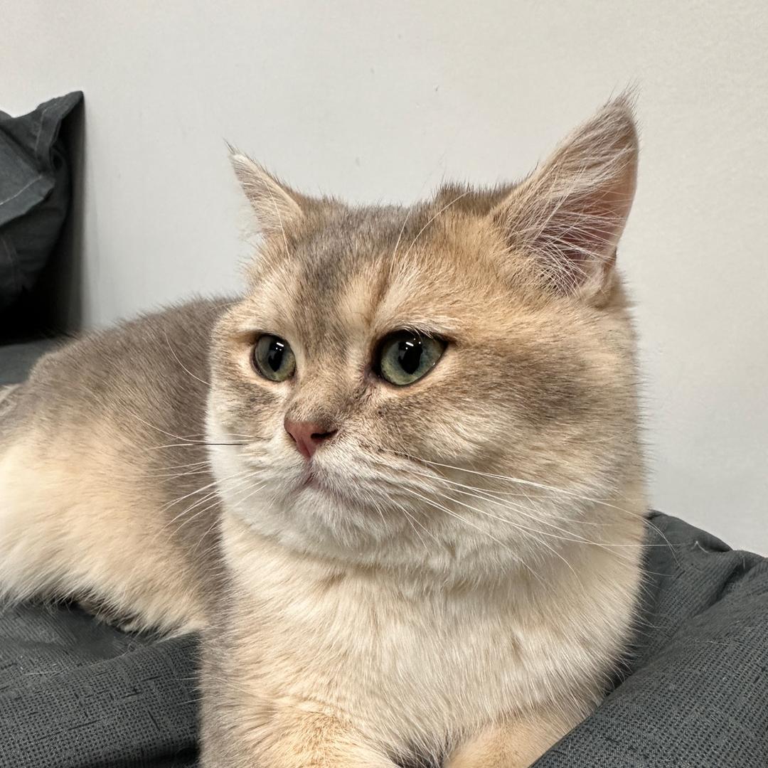 宠物营养师-刘宇欣