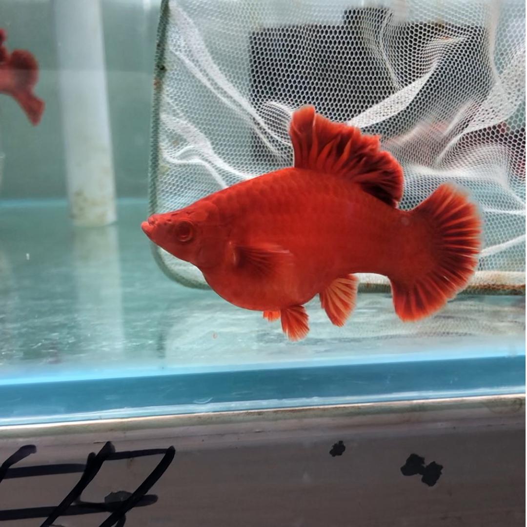 辽宁毒鱼，养鱼养心，养性，