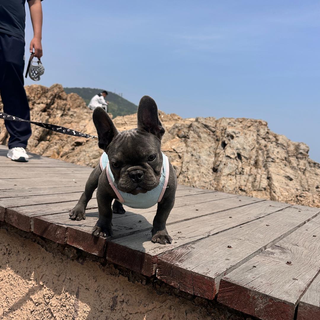 牛牛有两个好朋友（富贵与元宝）