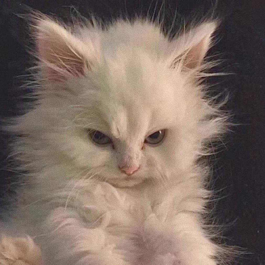我草莓蓝了