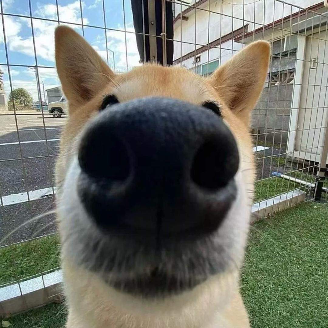 一口一个蛋挞