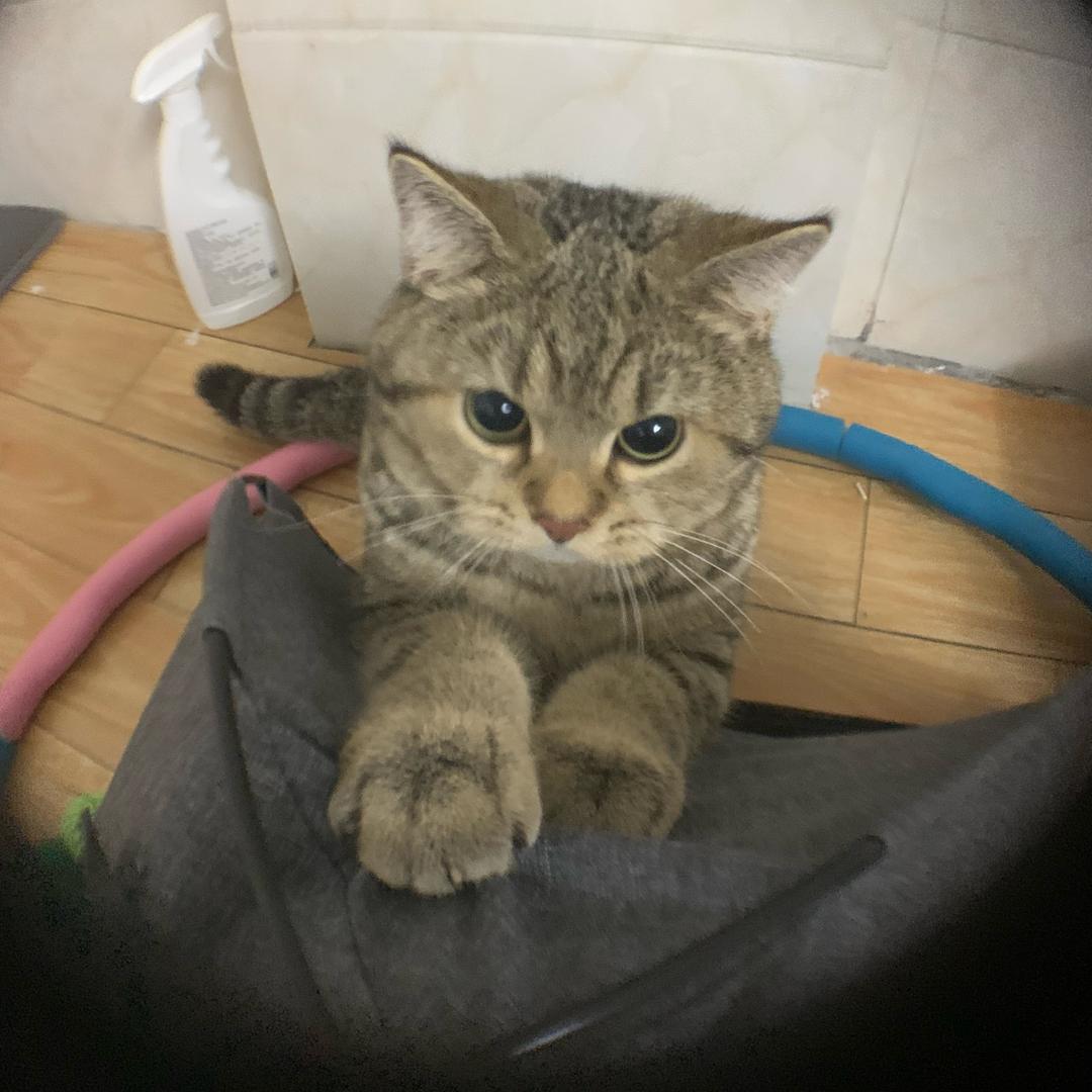 只虎🐯