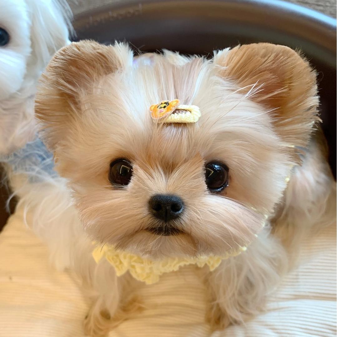 小郭的马尔济斯约克夏🐶