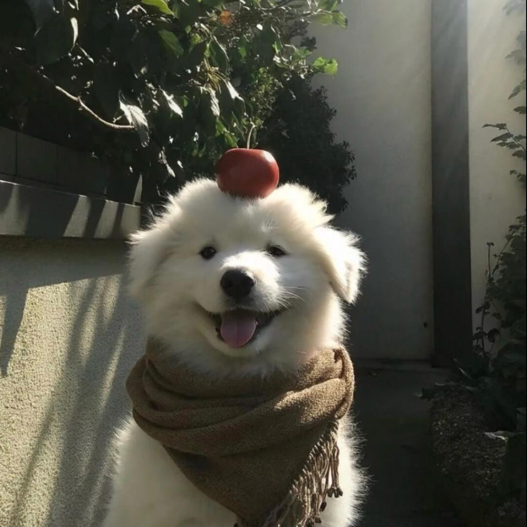 PIP