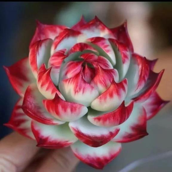 千云祥多肉花卉