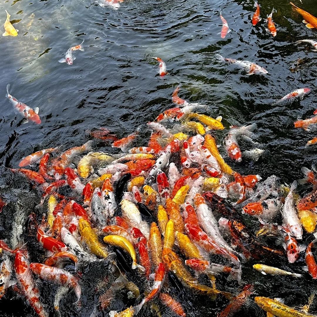 锦鲤锦鲤观赏鱼