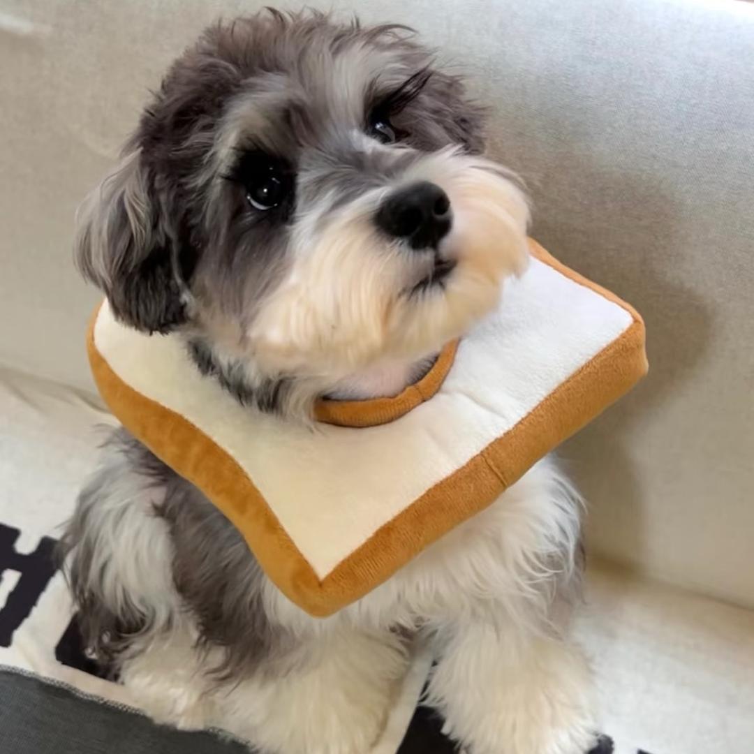 一颗蛋黄酥（精品雪纳瑞）