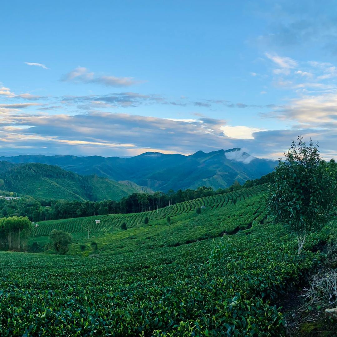北北鉴茶