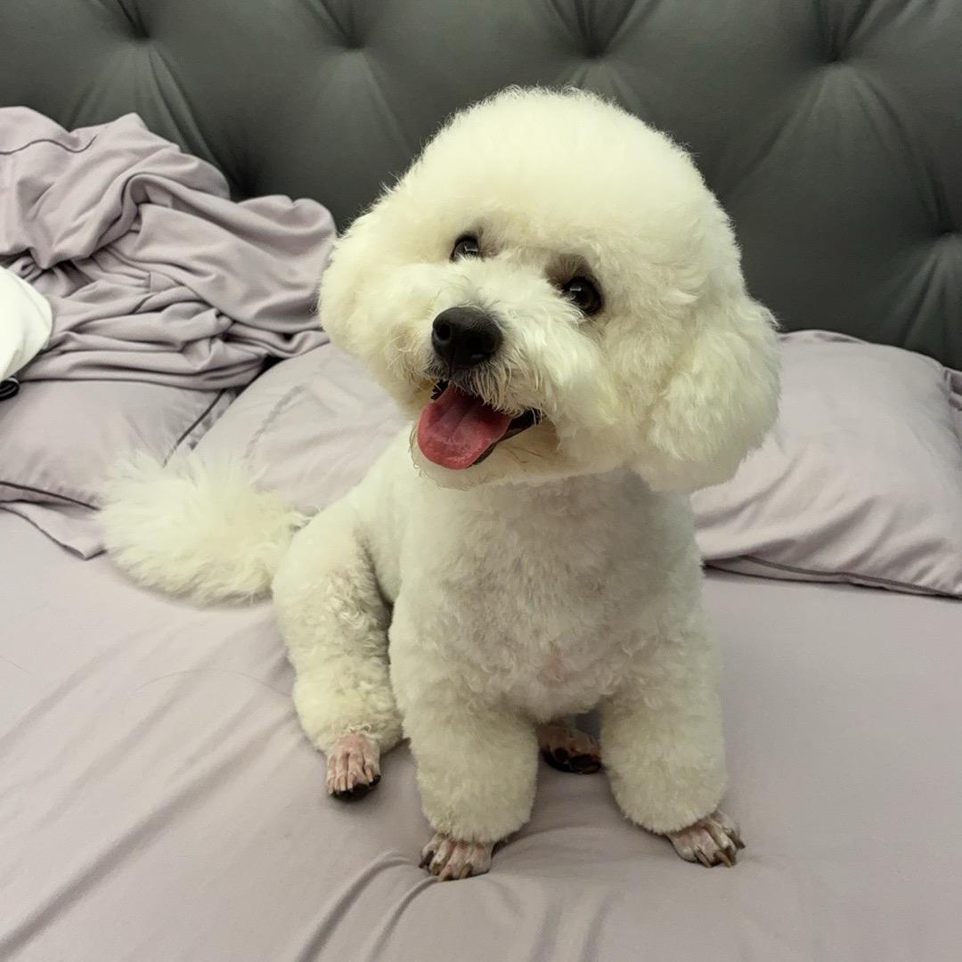 我和我的狗