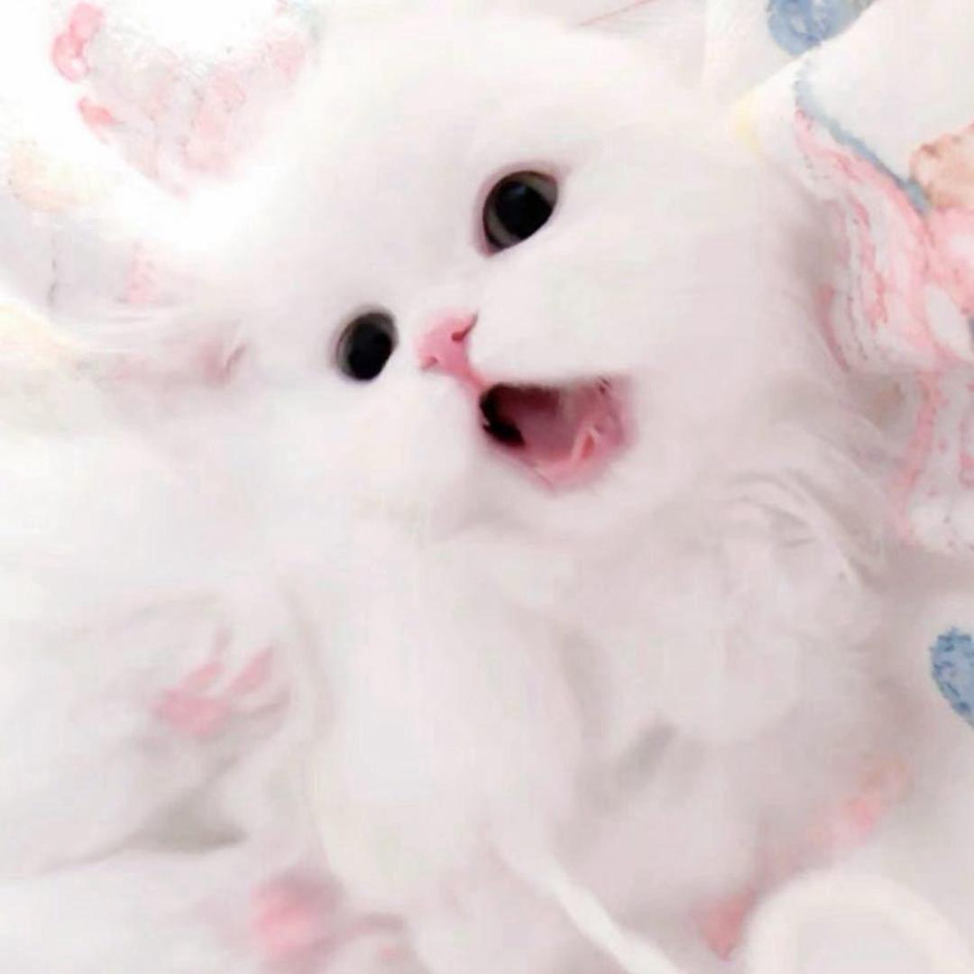 美羊羊.