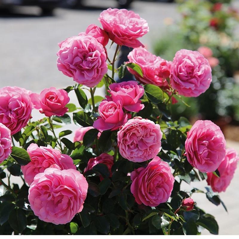 金红园林的小王