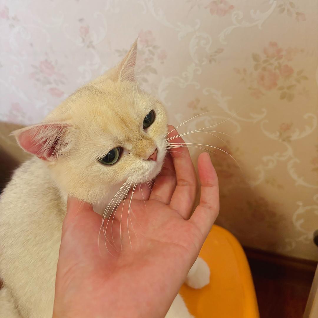 苹果是只猫