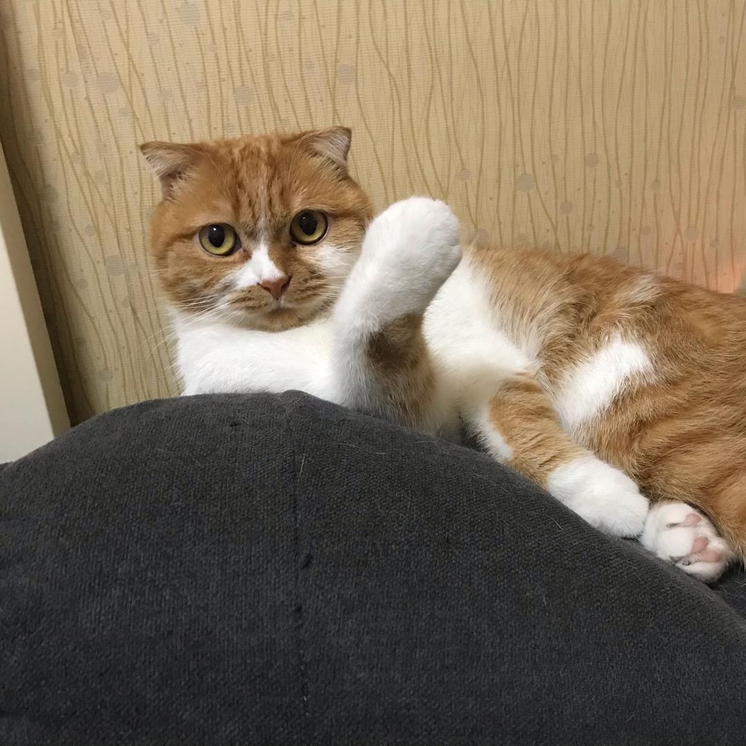 bonus🐈